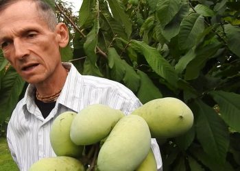 Egzotikus különlegesség, trópusi jellegű, tápláló gyümölcs – lehetséges a kertünkben is?
