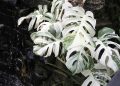7 gondozási tanács – Monstera deliciosa ‘Variegata’