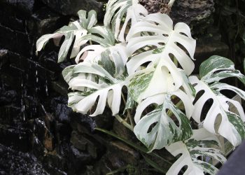 7 gondozási tanács – Monstera deliciosa ‘Variegata’