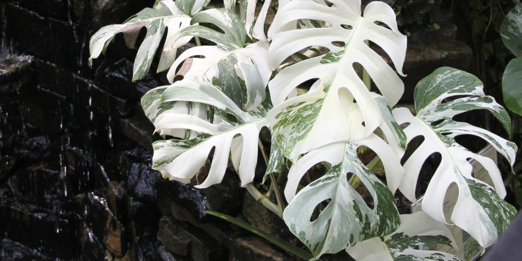 7 gondozási tanács – Monstera deliciosa ‘Variegata’
