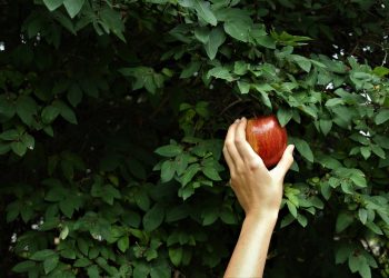 Mindenki úgy tudja, hogy Éva egy almát nyújtott át Ádámnak